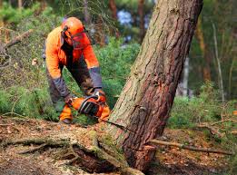 Best Lawn Disease Treatment  in Byrdstown, TN