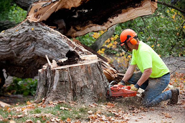 Best Tree Removal  in Byrdstown, TN
