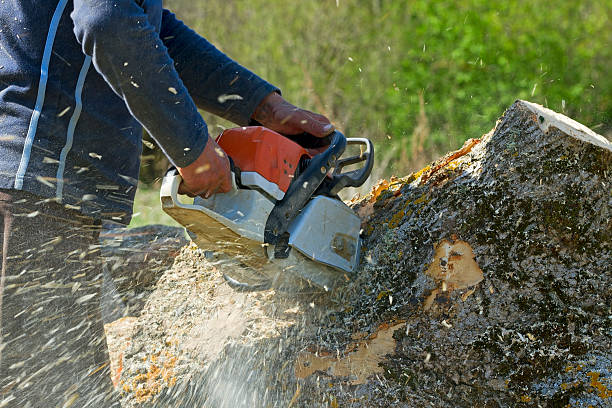 Best Organic Lawn Care Solutions  in Byrdstown, TN